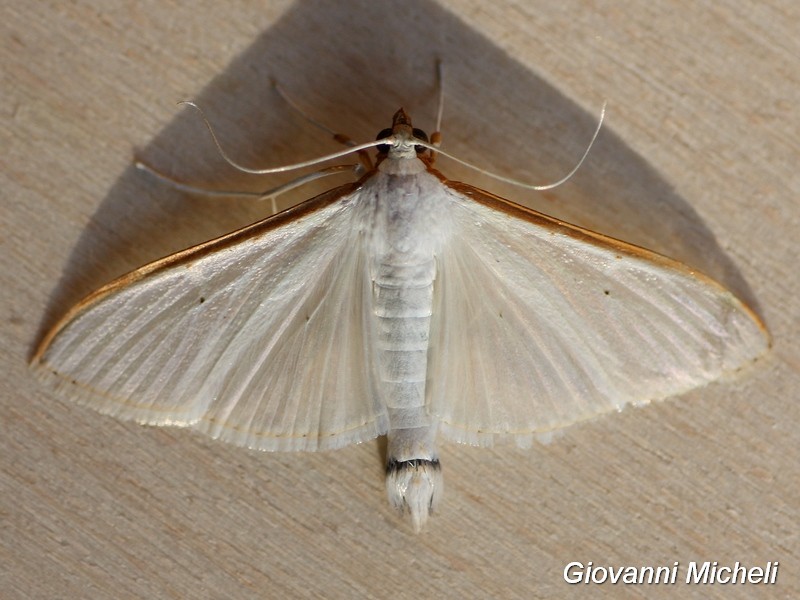 Palpita vitrealis Crambidae